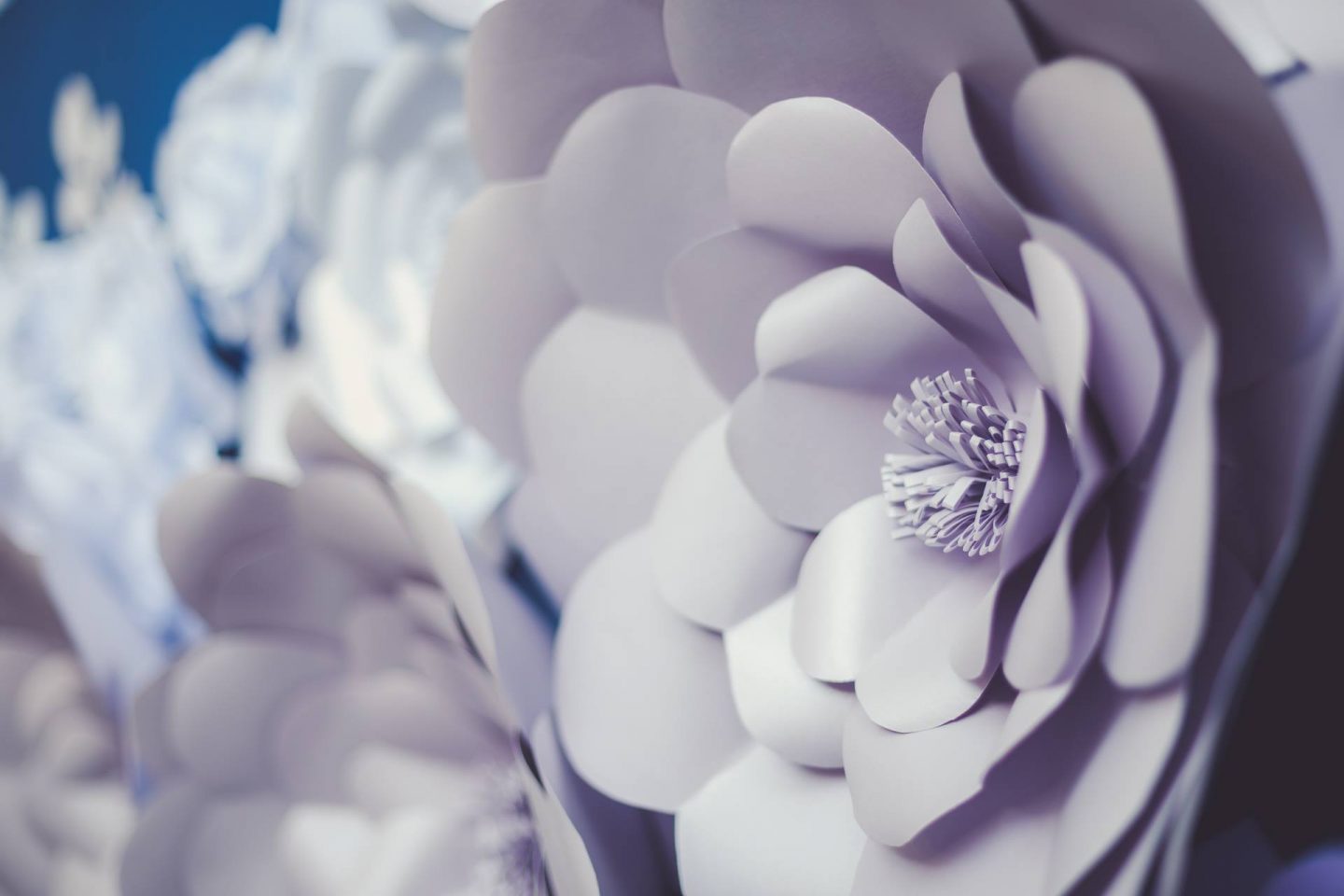 20017704_1400142080101689_8601150952936463623_o